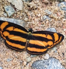 Lasippa heliodore dorelia