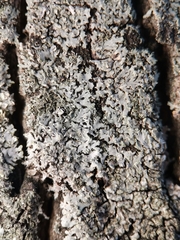 Phaeophyscia orbicularis