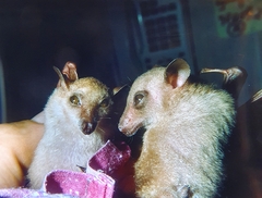 Macroglossus minimus