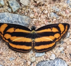 Lasippa heliodore dorelia