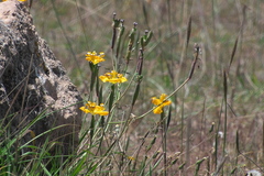 Hesperoxiphion peruvianum