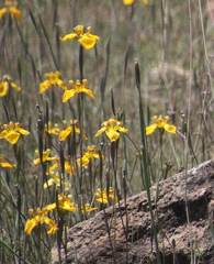 Hesperoxiphion peruvianum