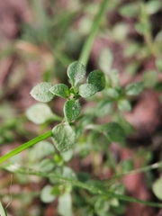 Moehringia trinervia