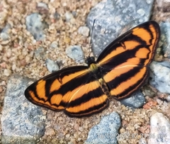 Lasippa heliodore dorelia