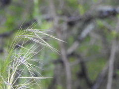 Austrostipa rudis