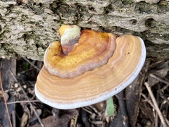 Ganoderma zonatum