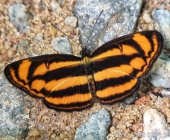 Lasippa heliodore dorelia