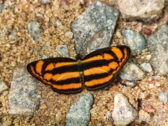 Lasippa heliodore dorelia