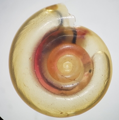 Anisus vortex