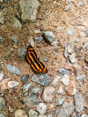 Lasippa heliodore dorelia