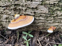 Ganoderma zonatum