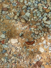 Lasippa heliodore dorelia