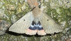 Thyas juno