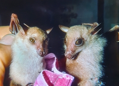 Syconycteris australis