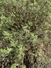 Glandularia lilacina