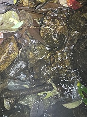 Quasipaa exilispinosa