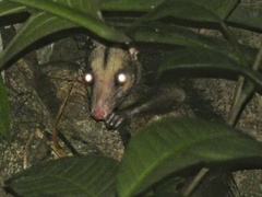 Didelphis marsupialis