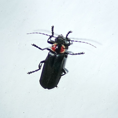 Discodon bipunctatum