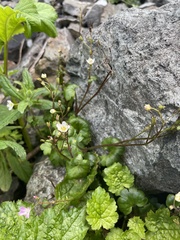 Romanzoffia sitchensis