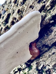 Ganoderma zonatum