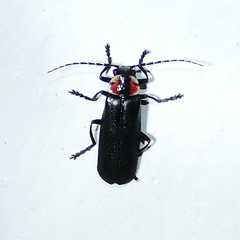 Discodon bipunctatum