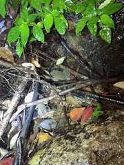 Quasipaa exilispinosa