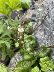 Romanzoffia sitchensis