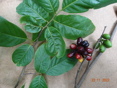 Annonaceae