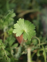 Geranium pusillum