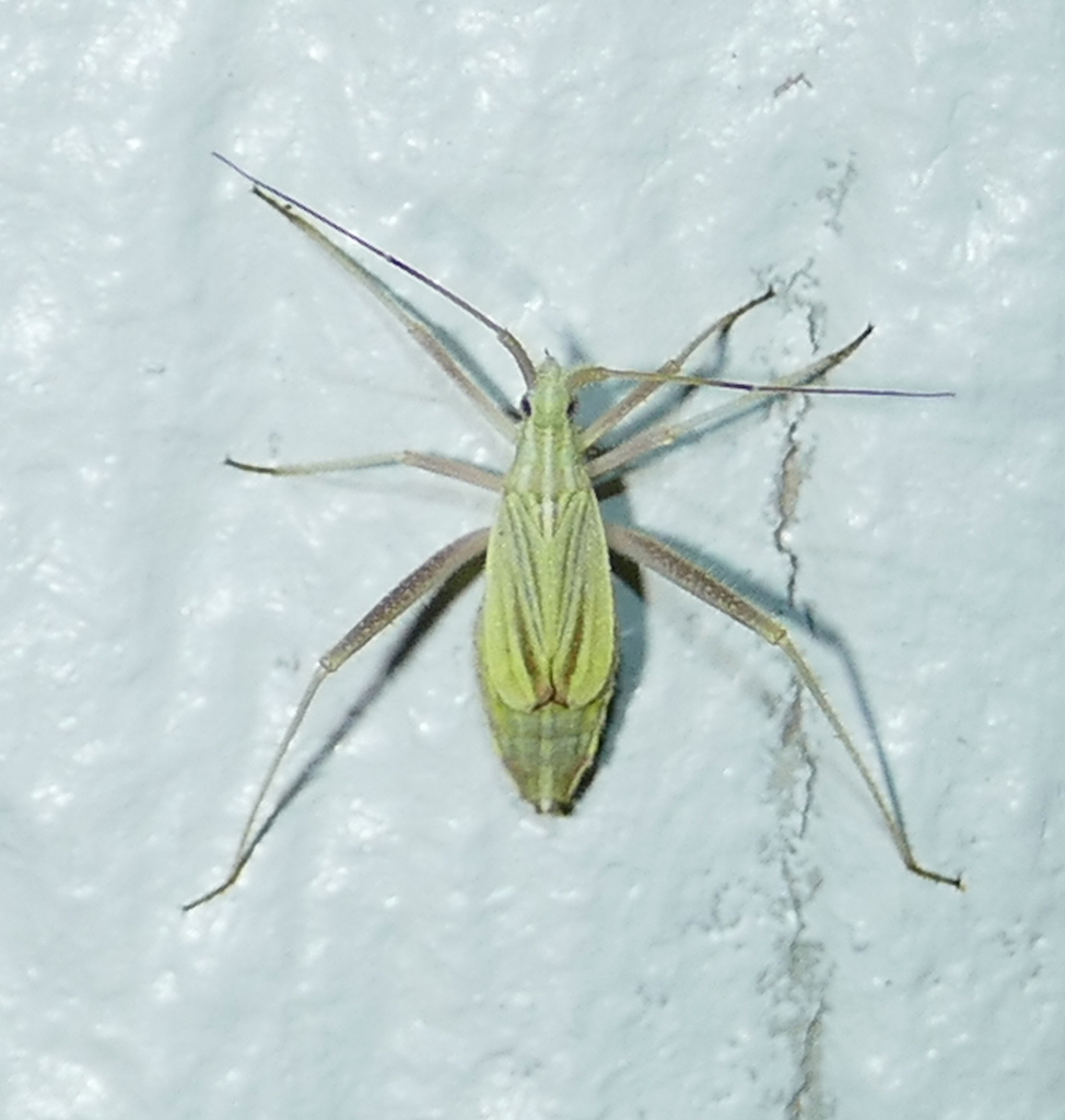 Phytocoris roseipennis