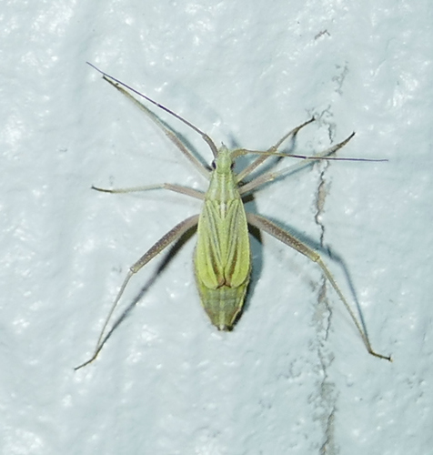 Phytocoris roseipennis
