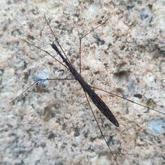 Hydrometra stagnorum