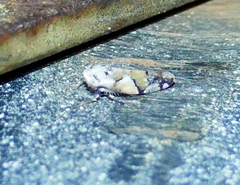 Norvellina mildredae