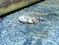 Norvellina mildredae