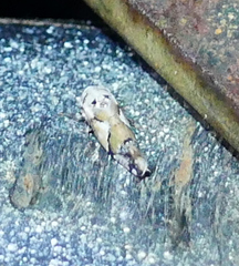 Norvellina mildredae