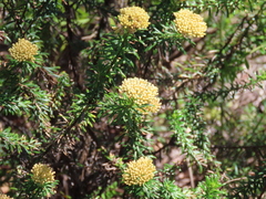 Ozothamnus diosmifolius