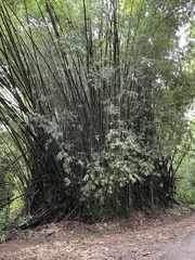 Bambusa vulgaris