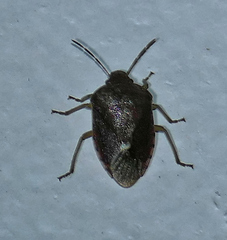 Holcostethus limbolarius