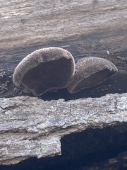 Auricularia polytricha