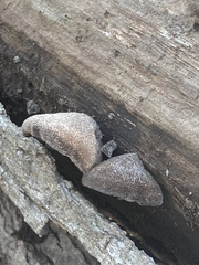 Auricularia polytricha