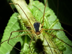 Cosmetinae