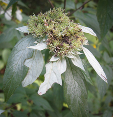 Pycnanthemum incanum
