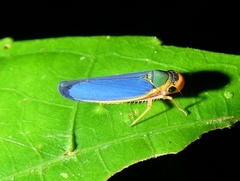Stephanolla remota