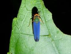 Stephanolla remota