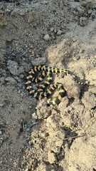 Homoroselaps lacteus