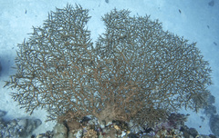 Acropora pharaonis
