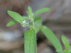 Cryptantha torreyana