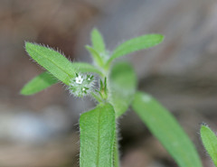 Cryptantha torreyana