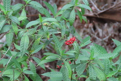 Psychotria tenuifolia