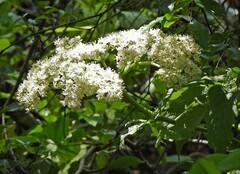 Sambucus peruviana